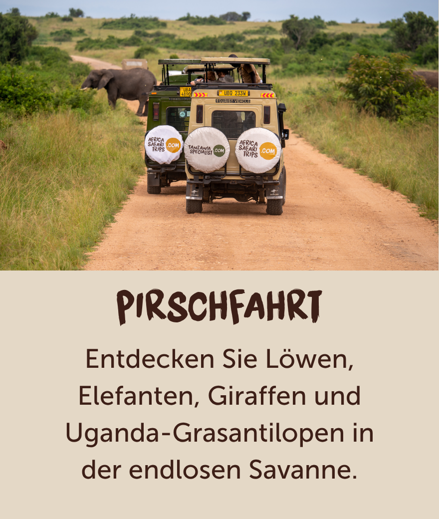 Private Safari-Jeeps fahren während einer Pirschfahrt in Uganda an einem Elefanten vorbei