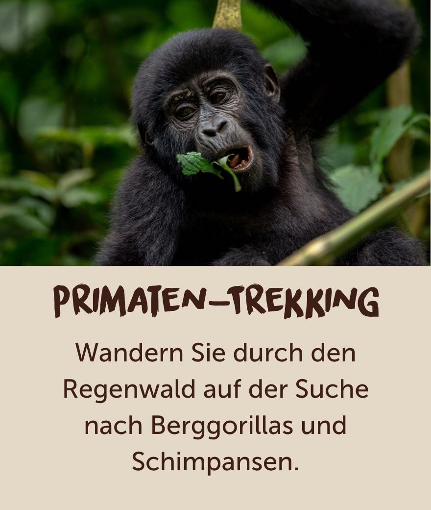 Ein junger Berggorilla isst Blätter in einem Regenwald in Uganda