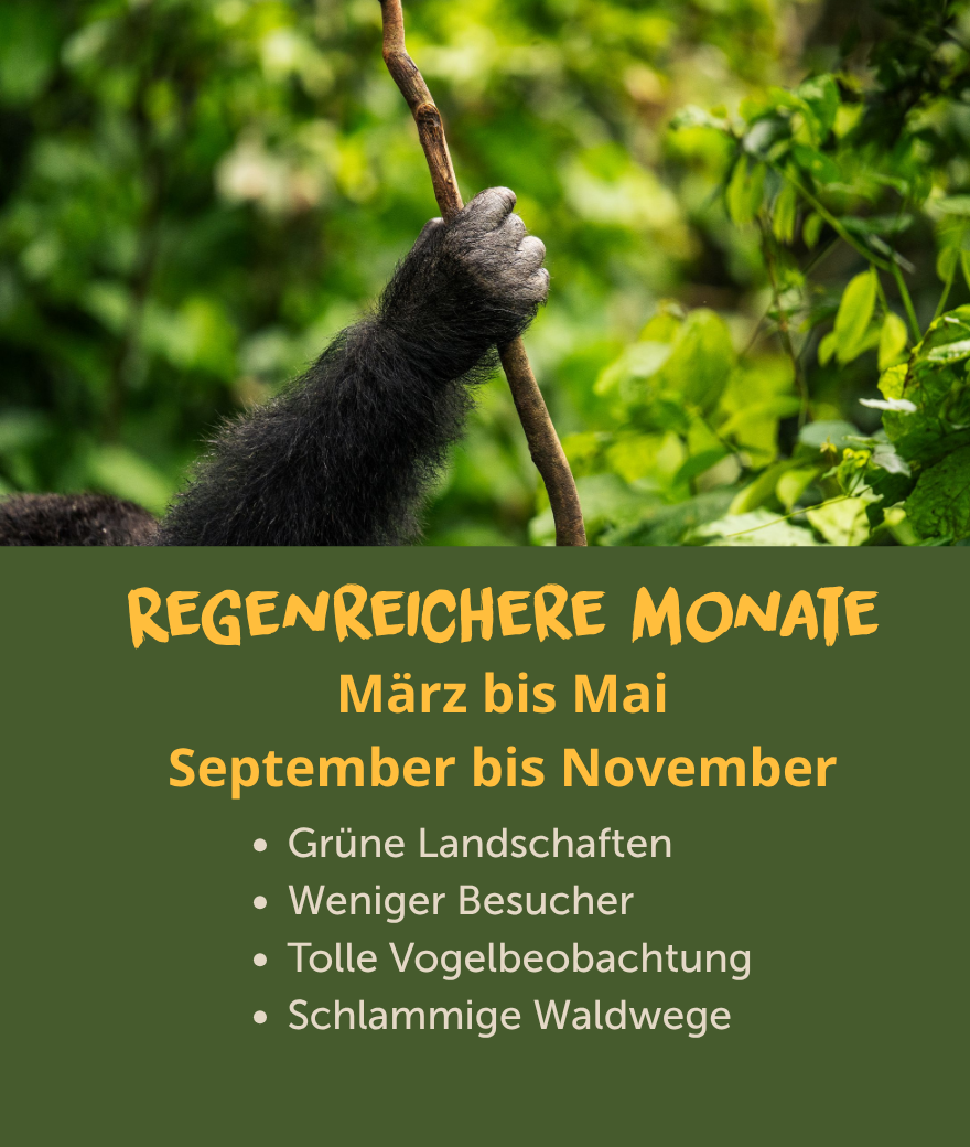 Regenreichere Monate in Uganda von März bis Mai und von September bis November mit grünen Landschaften, weniger Besuchern und großartiger Vogelbeobachtung.