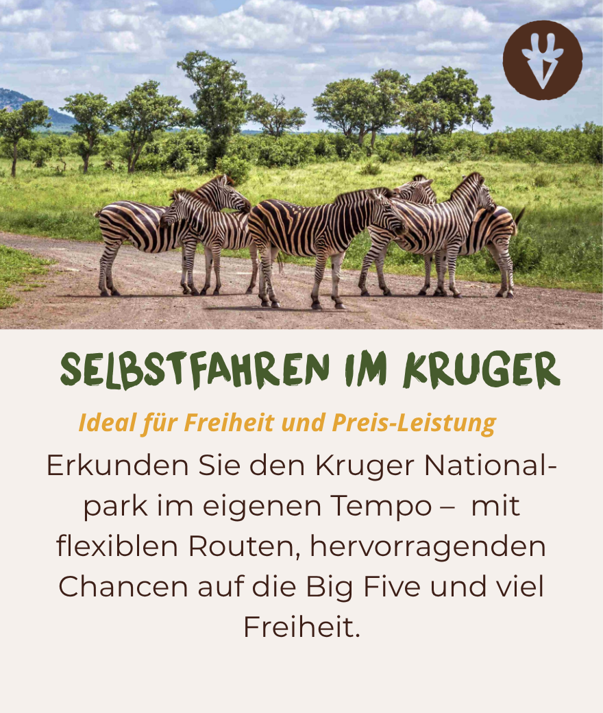Mehrere Zebras stehen auf einem Sandweg in der grünen Savanne des Kruger Nationalparks, Südafrika