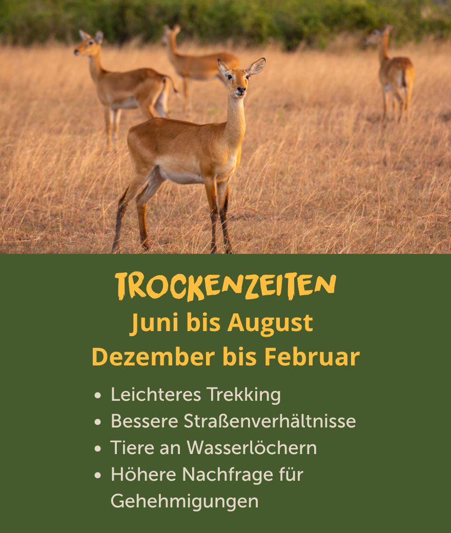Trockenzeit in Uganda von Juni bis August und von Dezember bis Februar mit leichterem Trekking, besseren Straßen und Tieren an Wasserlöchern.