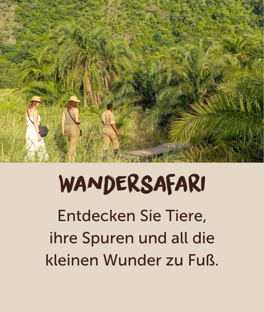 Touristen entdecken die grüne Landschaft Ugandas mit einem Guide während einer Wandersafari